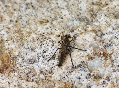Asilinae